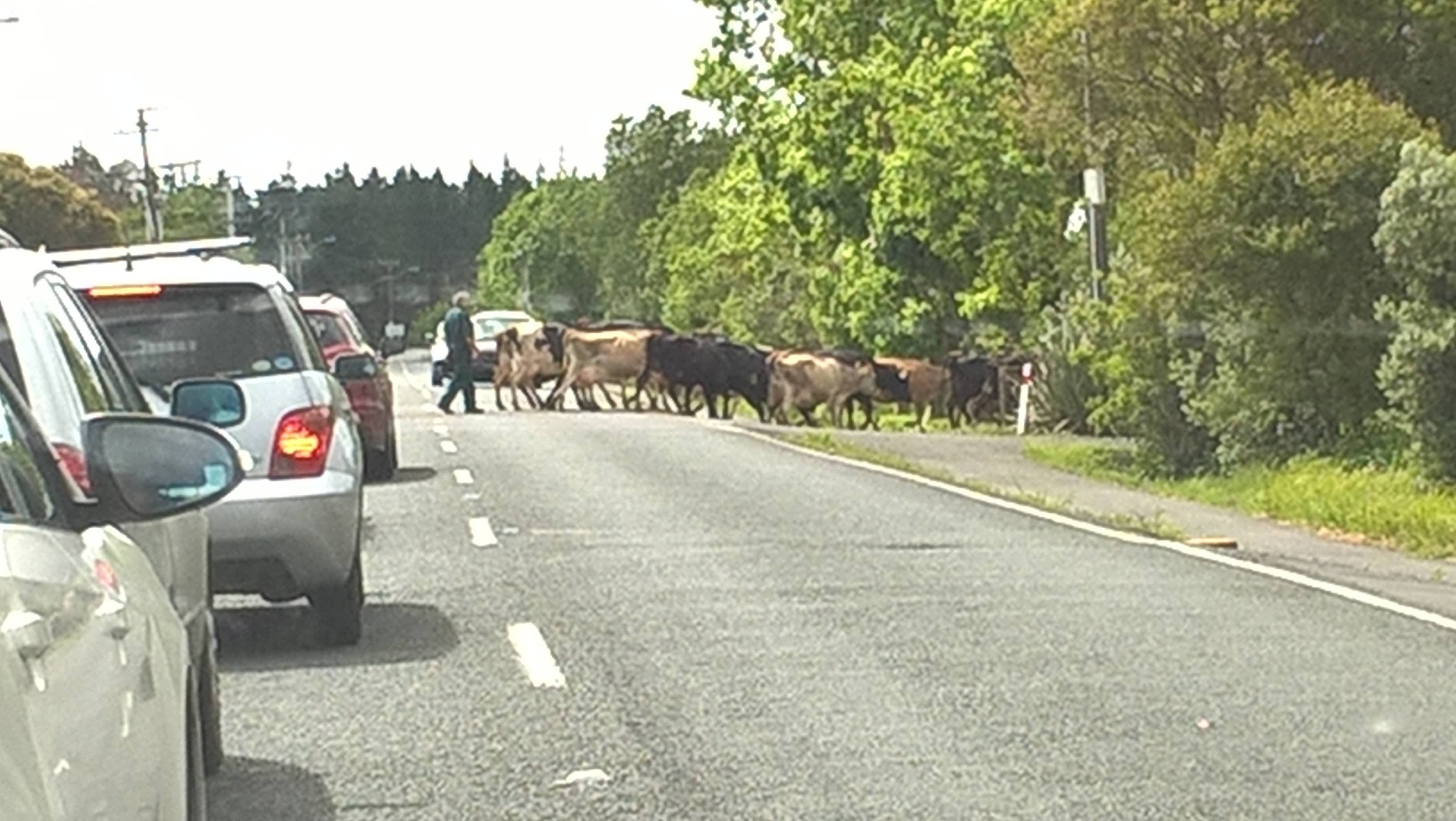 Cows and Cars